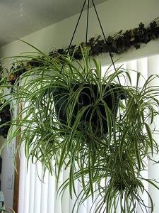 spider plant-air-purifying plants, Milford, Farnumsville MA